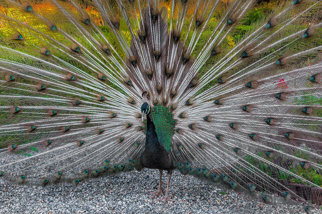 Spring Peacock 