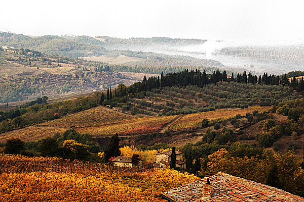 Vineyards - Chianti, Tuscany