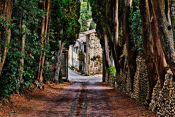Cypress Lane - Chianti, Tuscany