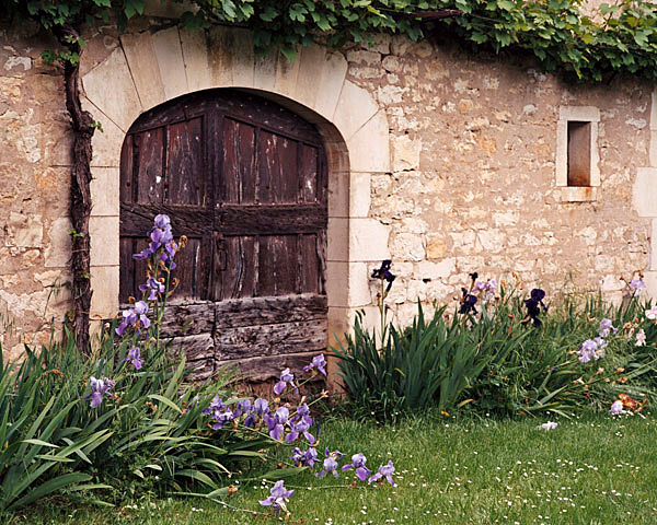 Irises #1 - Dordone, France
