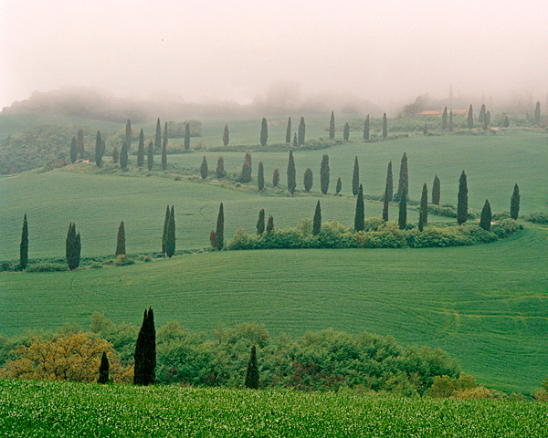 Cypress in the Mist - Italy
