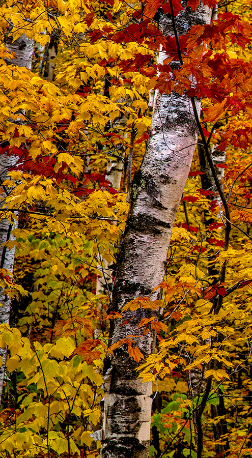 Pictured Rocks Birch Trees #1
